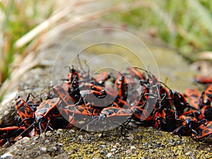 Red bugs group mating