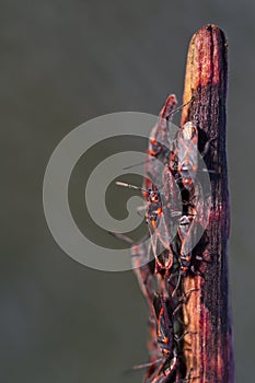 red bugs (lygaeus equestris) on a plant