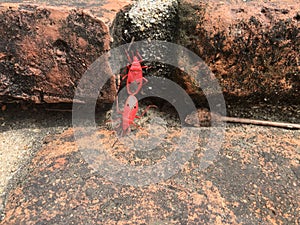 Red bugs
