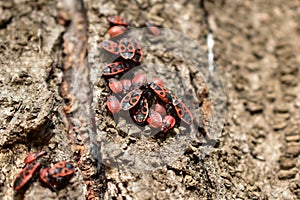 Red bugs