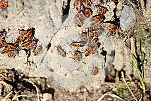 Red bugs or soldiers are sitting on a tree