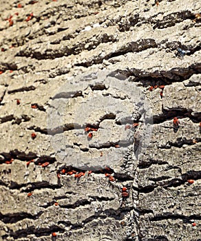 Red bugs in the sun on tree bark. Autumn warm-soldiers for beetles