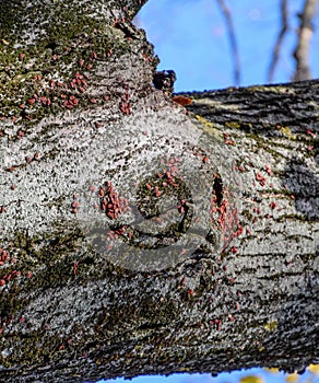 Red bugs in the sun on tree bark. Autumn warm-soldiers for beetles