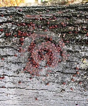 Red bugs in the sun on tree bark. Autumn warm-soldiers for beetles