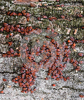 Red bugs  in the sun on tree bark. Autumn warm-soldiers for beetles