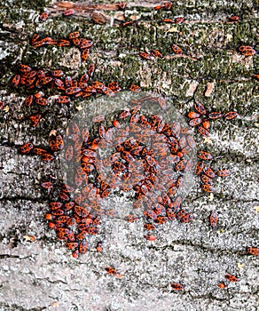 Red bugs  in the sun on tree bark. Autumn warm-soldiers for beetles