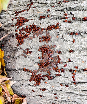 Red bugs in the sun on tree bark. Autumn warm-soldiers for beetles