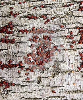 Red bugs  in the sun on tree bark. Autumn warm-soldiers for beetles