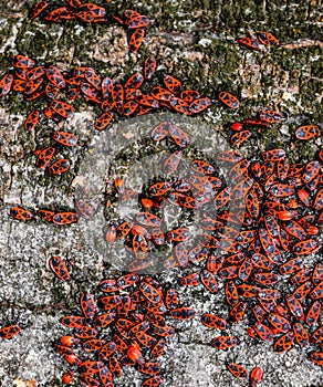 Red bugs in the sun on tree bark. Autumn warm-soldiers for beetles