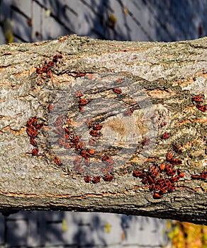 Red bugs  in the sun on tree bark. Autumn warm-soldiers for beetles