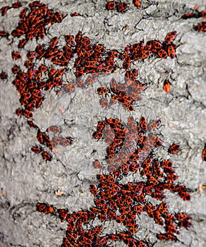 Red bugs in the sun on tree bark. Autumn warm-soldiers for beetles