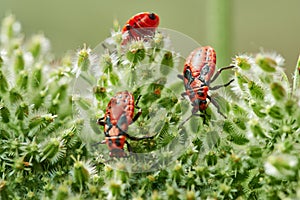 Red bugs on umbellifers, Spilostethus saxatilis