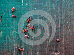 Red bugs on a wooden board