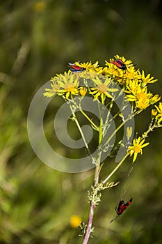 Red bugs on yellow flowers of elegant groundsel packera indecora