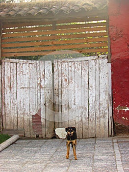 Red building and the dog in Yerbas buenas, Chile photo