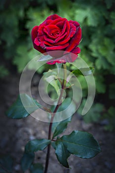 Red bulgarian rose looks amazingly beautiful in garden. A symbol of romance and love.