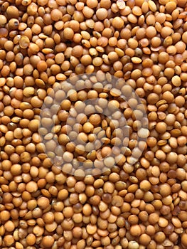 Red bulk lentils