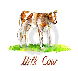 Red bull-calf cow standing on green meadow, side view hand painted watercolor illustration design element