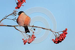 red bullfinch bird sits on a branch with rowan berries in a sunny garden against a blue sky