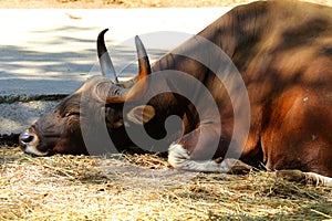 Red Bulls in zoos, wildlife protection, animals and nature.