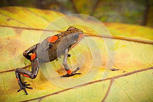 Red bullseye dartfrog, Oophaga histrionica