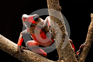 Red bullseye harlequin poison dart frog, oophaga histrionica