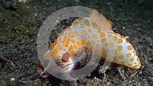 Red bumpy gymnodoris Gymnodoris rubropapulosa eating nudi