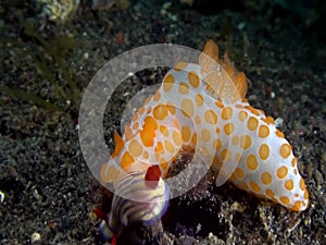 Red bumpy gymnodoris Gymnodoris rubropapulosa eating nudi. in Lenbeh strait