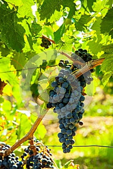 Red bunch of grapes