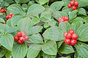 Red bunchberry