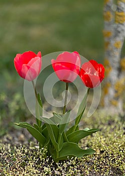 Red bunchblooming tulips in the meadow.