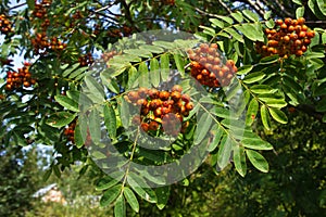 Red bunches of rowan berries hang on a bush among the leaves