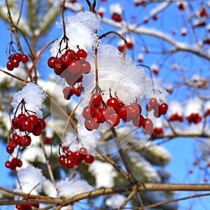 Red bunches of rowan covered with the first snow