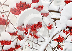 Red bunches of rowan covered with the first snow.