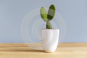 Red bunny ears cactus in a white ceramic pot