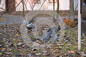 Red bunny rabbit is sitting in the back yard in the grass