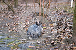 Red bunny rabbit is sitting in the back yard in the grass