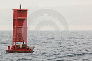 Red buoy with sea lion family photo