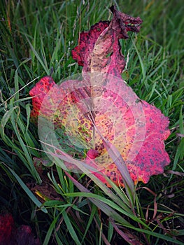 Red burdock leaves