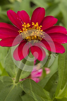 The Red Burgandy Flower