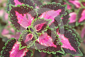 Red burgandy, pink and green leaves