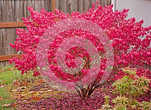 Red Burning Bush