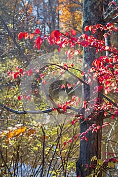 Red burning bush foliage against a blurred autumn background