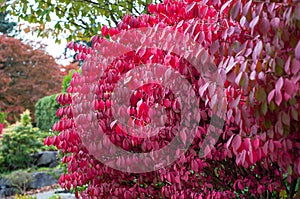 Red burning bush plant