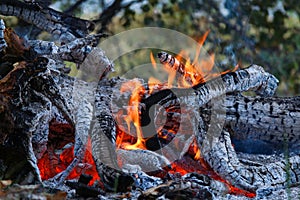 Red burning fire smolders smolders burnt tree closeup