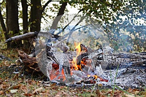 Red burning fire smolders smolders burnt tree closeup