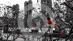 A black and white second plan