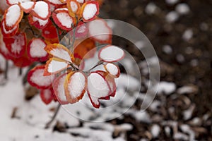 Red Bush with Snow 3