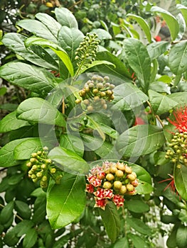 Red bush willow photo