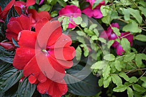 red busy Lizzy flower in the garden photo